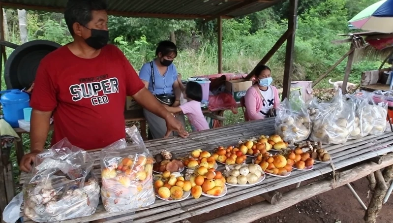 ชาวนครพนม พลิกวิกฤตฝนตกชุกน้ำท่วม ออกหาเห็ดป่า สร้างรายได้วันละครึ่งหมื่น