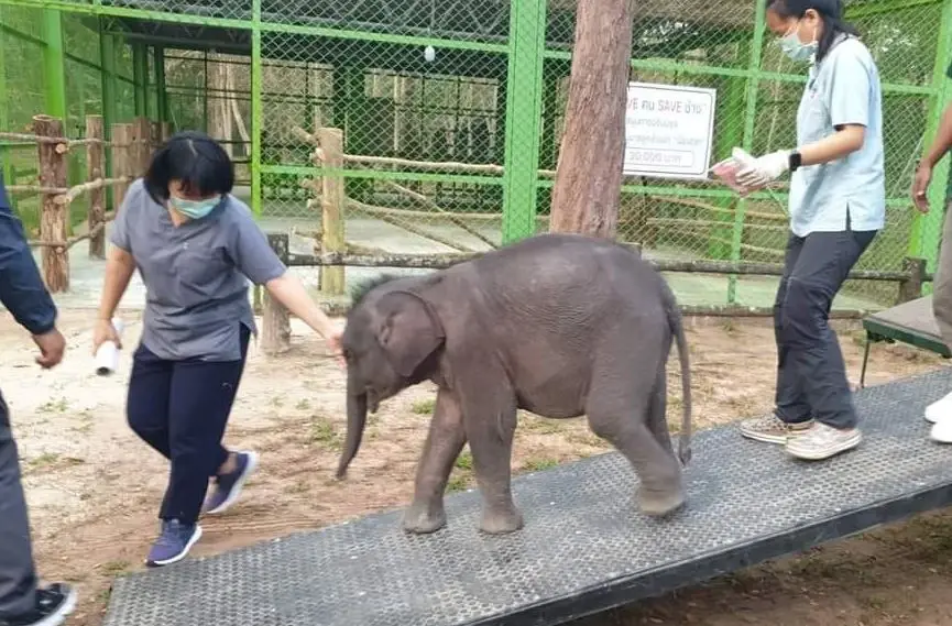 เปิดสาเหตุ ลูกช้างป่า "ตุลา" เสียชีวิต หลังยื้อนาน 10 เดือน