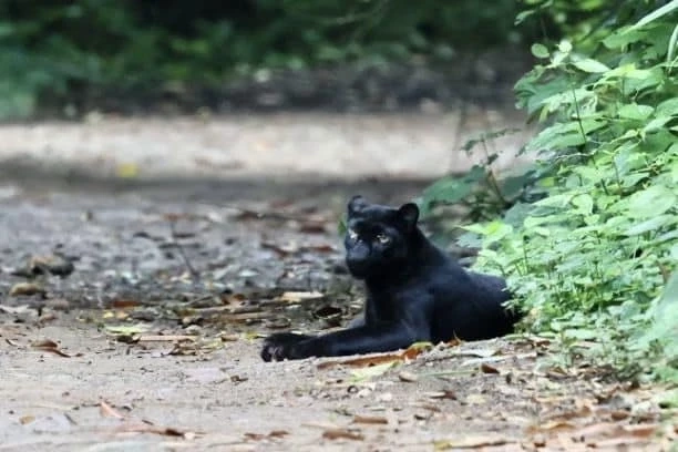 เปิดภาพสุดน่ารัก ครอบครัว "เสือดำ" ในอุทยานแห่งชาติแก่งกระจาน
