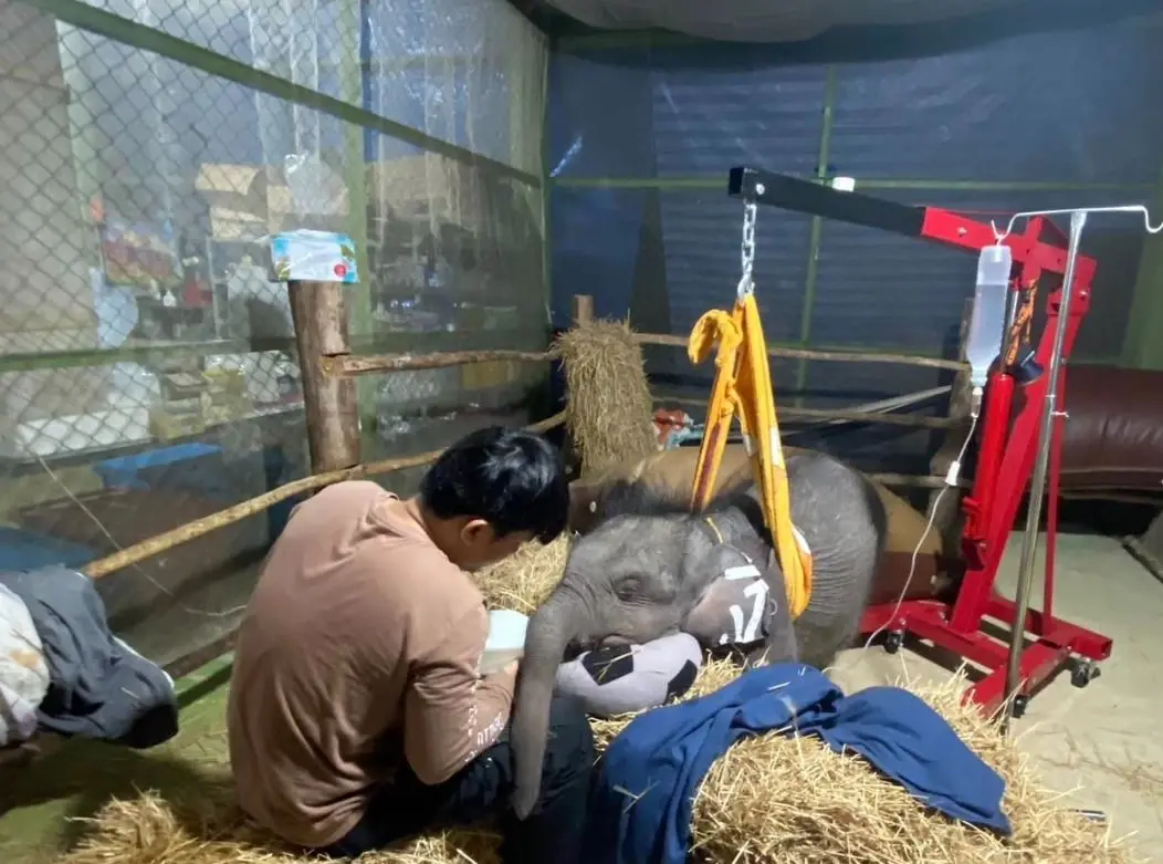 เปิดสาเหตุ ลูกช้างป่า "ตุลา" เสียชีวิต หลังยื้อนาน 10 เดือน