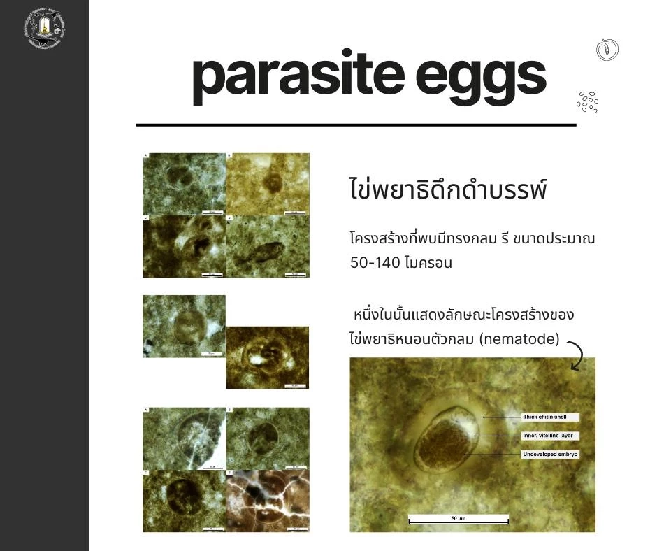 ครั้งแรกในเอเชีย นักวิจัยไทยพบฟอสซิลไข่พยาธิในอึจระเข้โบราณ