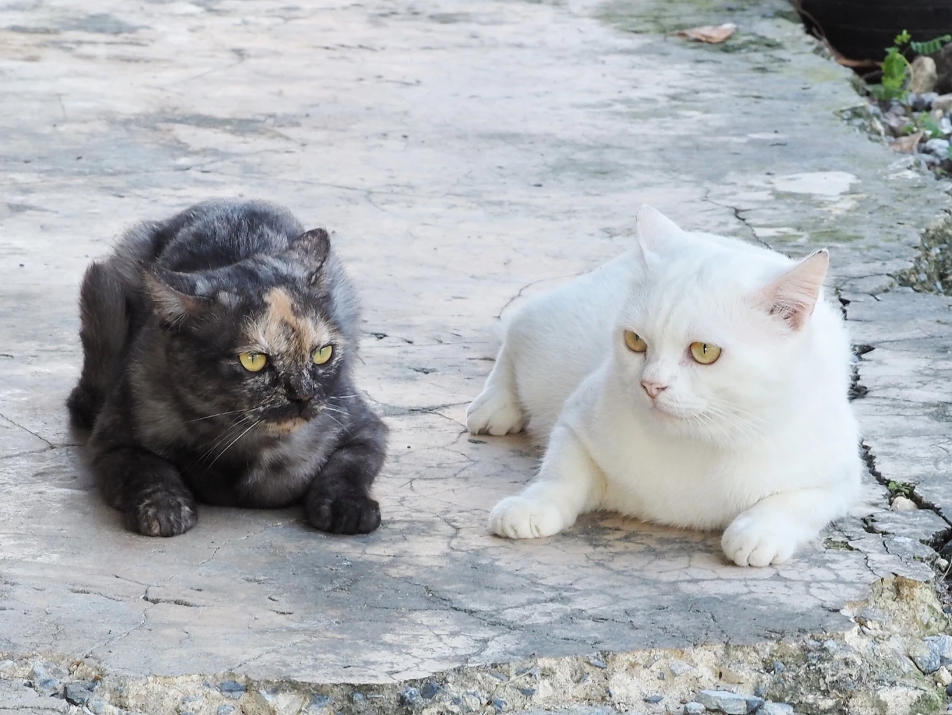 รักแมว รักโลก ชวนเลี้ยงแมวระบบปิดกันเถอะ เนื่องในวันแมวโลก