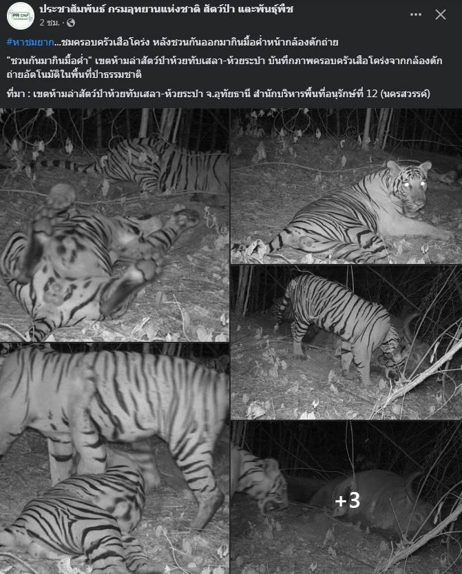 เปิดภาพหาชมยาก ครอบครัว "เสือโคร่ง" ชวนกันดินเนอร์หน้ากล้องดักถ่าย