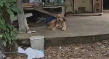 สุดเศร้า หนุ่มใหญ่ดับหน้าบ้าน 2 วัน "เจ้าน้ำตาล" ตูบที่เลี้ยงไว้เฝ้าร่างไม่ห่าง