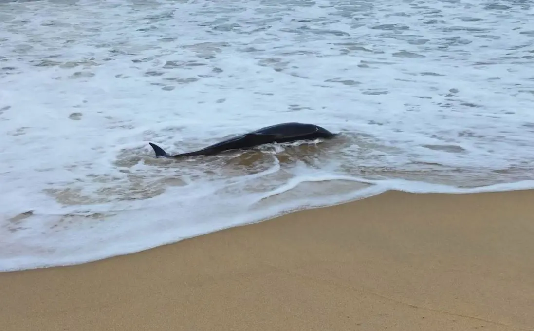 รุดช่วย "โลมาลายแถบ" สัตว์หายาก ถูกคลื่นซัดเกยตื้น ที่หาดท้ายเหมือง จ.พังงา