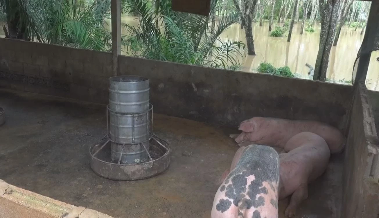 ตรังฝนตกหนัก น้ำป่าหลากเข้าท่วม 2 อำเภอ ชาวบ้านเฝ้าระวัง-เตรียมย้ายหมูหนีน้ำ