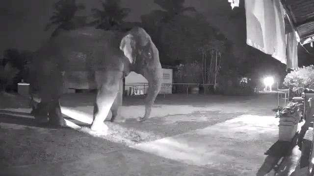 ชาวบ้านเดือดร้อน ช้างป่าบุกรื้อเครื่องครัว หาอาหารกิน ทำลายพืชผลเสียหาย