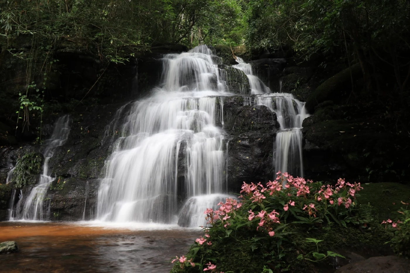 ดอกลิ้นมังกร หน้าน้ำตกหมันแดง