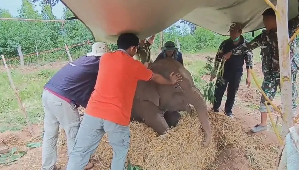 เร่งช่วยลูกช้างป่า นอนป่วยปริศนา กลางไร่มันฯโคราช พร้อมเจาะเลือดหาสาเหตุ