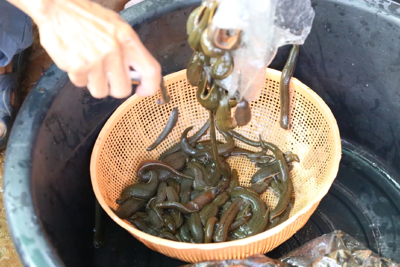 พลิกวิกฤตน้ำท่วม ชาวบ้านจับปลิง-ไส้เดือนอบแห้ง ขายสร้างรายได้วันละหมื่น