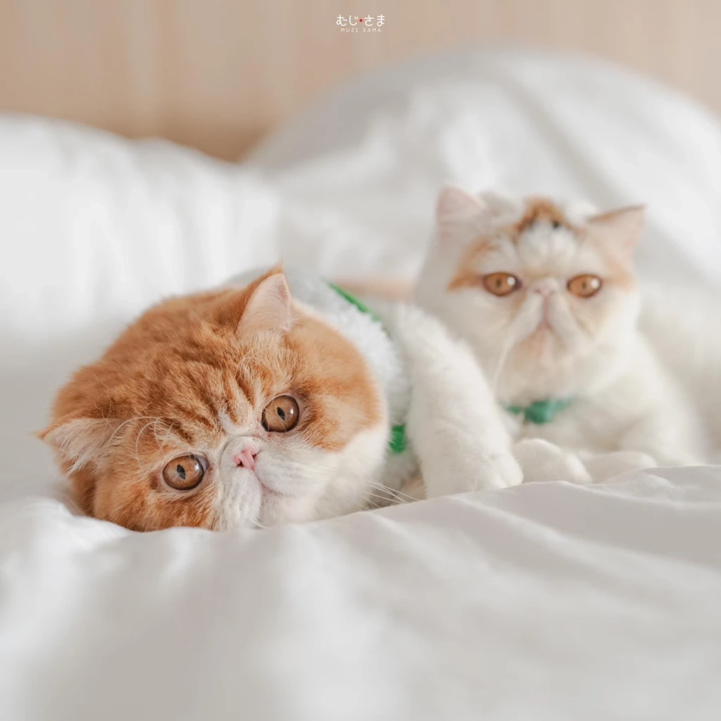 รักแมว รักโลก ชวนเลี้ยงแมวระบบปิดกันเถอะ เนื่องในวันแมวโลก