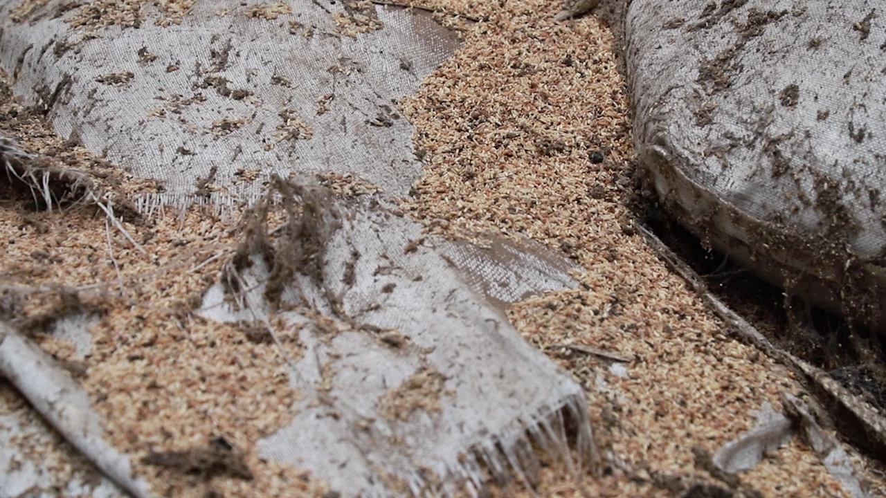 จวกยับ อคส. ไร้ความรับผิดชอบ ทิ้งข้าวเน่า 8 ปี ภาระผู้ประกอบการ จี้ขนออกโกดัง