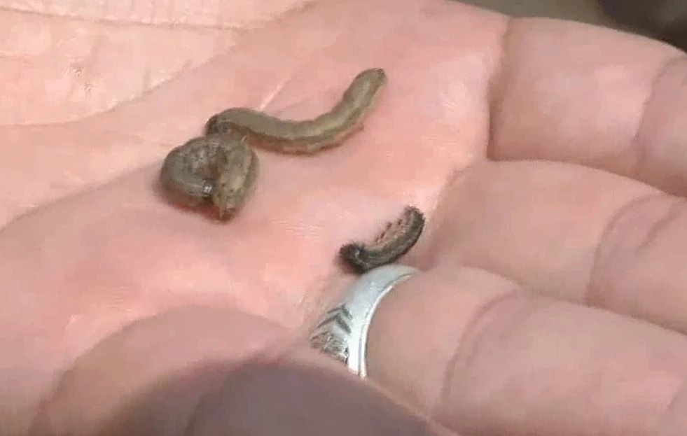 ชาวไร่ข้าวโพดระทมราคาตกต่ำ ซ้ำหนอนกระทู้ระบาดกัดกิน เสียหายกว่า 1,000 ไร่