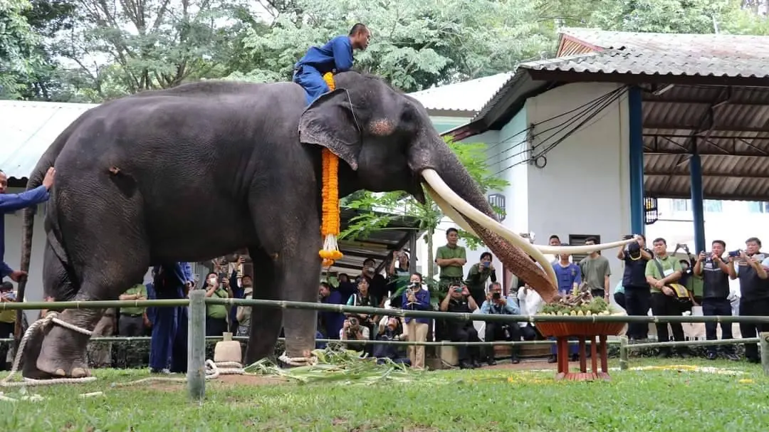 จัดพิธีฮ้องขวัญ "พลายศักดิ์สุรินทร์" ก่อนเปิดให้ประชาชนเข้าชม 29 ส.ค.นี้ (มีคลิป)