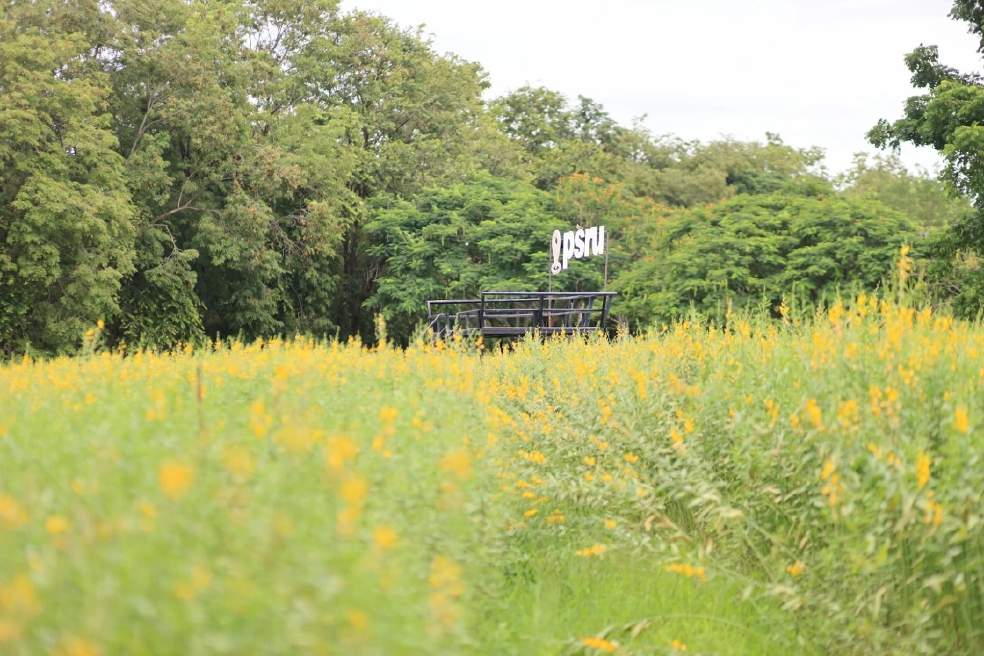 "ทุ่งดอกปอเทือง" บานสะพรั่งสวยงาม กลายเป็นจุดเช็คอินใน มร.พส.