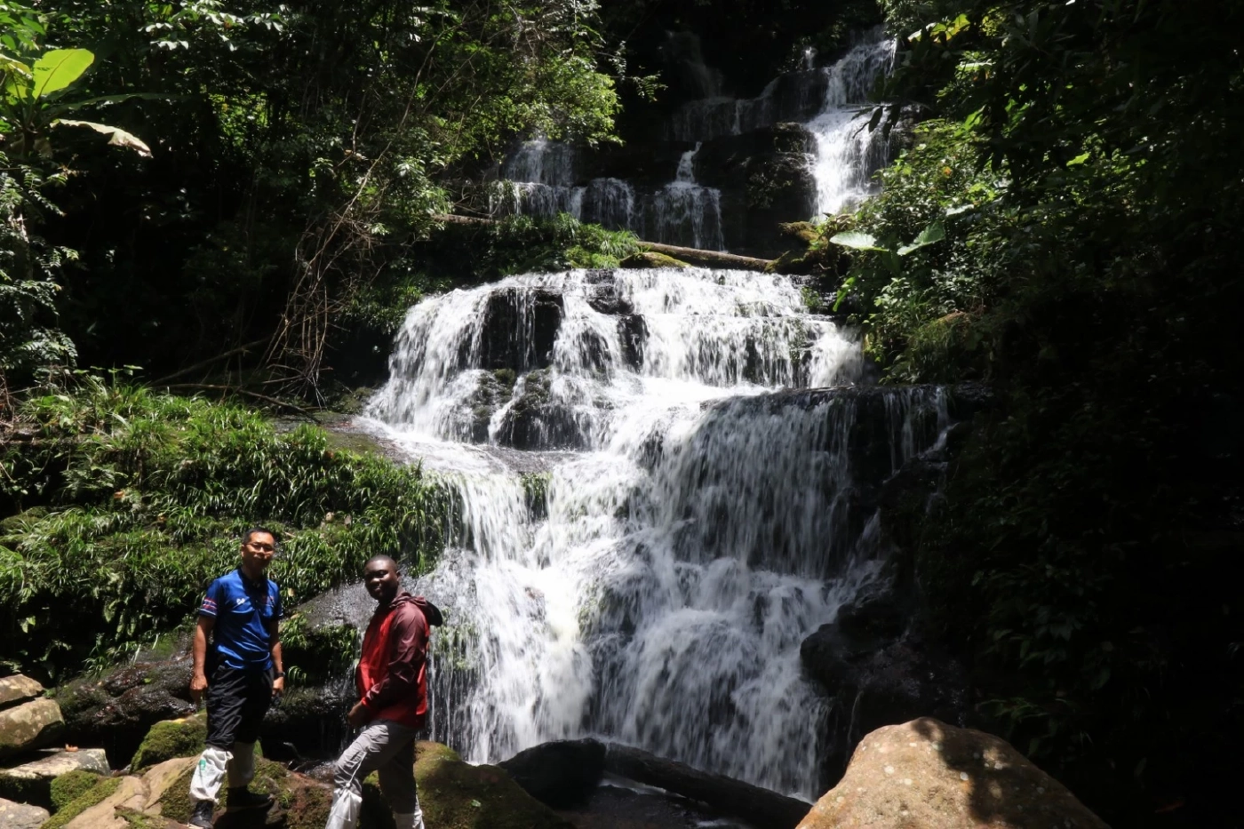 หาชมยาก "ดอกลิ้นมังกร" สีชมพูสด หน้าน้ำตกหมันแดง หนึ่งปีมีครั้งเดียว