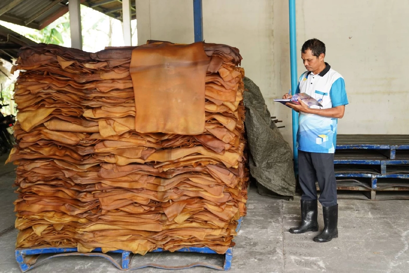 กยท.ฟันธง! แนวโน้มราคายางสดใส เตือนเกษตรกรรับมือ "เอลนีโญ" กระทบผลผลิต