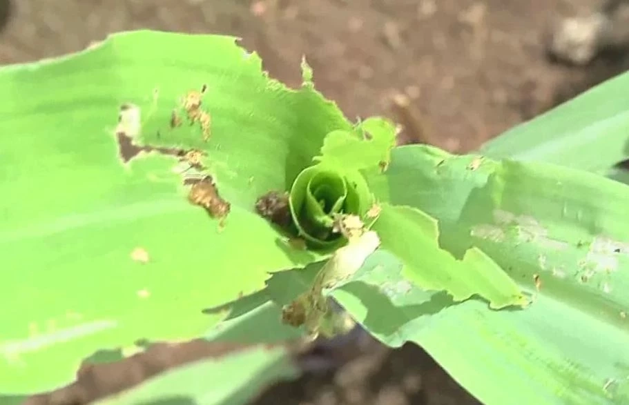 ชาวไร่ข้าวโพดระทมราคาตกต่ำ ซ้ำหนอนกระทู้ระบาดกัดกิน เสียหายกว่า 1,000 ไร่
