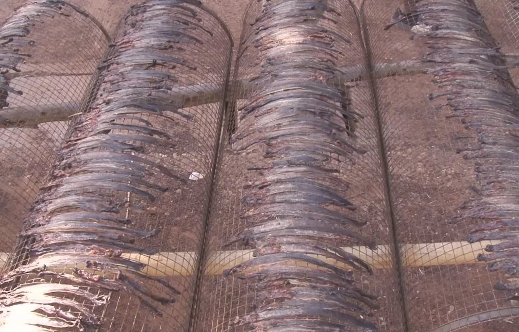 พลิกวิกฤตน้ำท่วม ชาวบ้านจับปลิง-ไส้เดือนอบแห้ง ขายสร้างรายได้วันละหมื่น