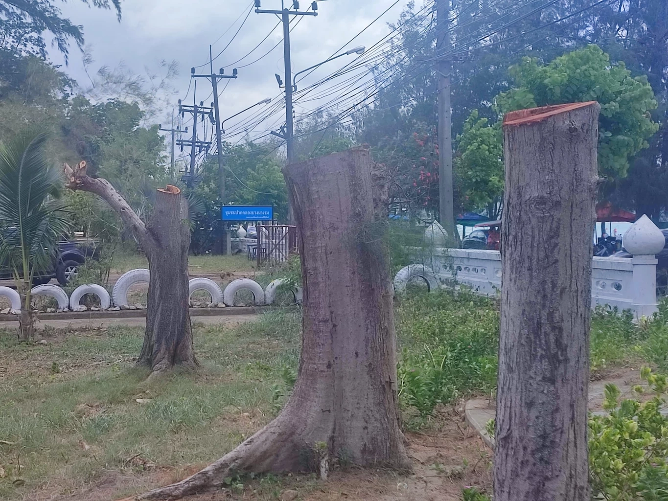 โวยตัดต้นสน 50 ปี สวนเฉลิมพระเกียรติฯ ร.9 แกนนำต้านโกงเชื่อรัฐไม่กล้าเอาผิด
