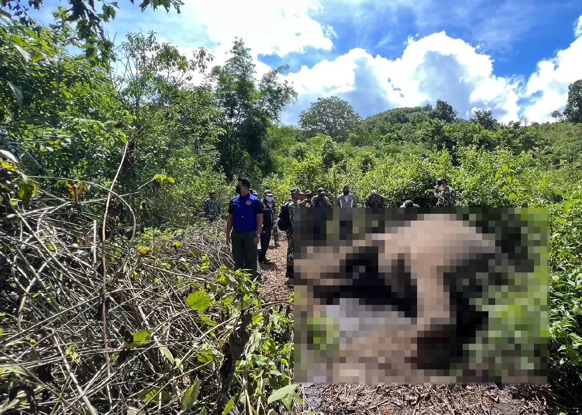 สลด ช้างป่าภูหลวง ถูกยิงตายใกล้ไร่ชาวบ้าน ที่ อ.ด่านซ้าย จ.เลย
