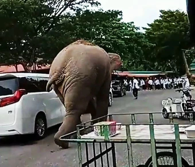 เปิดคลิป "พลายแคระ" บุกวัดเขาใหญ่ แม่ชีเชื่อคงอยากมาร่วมทำบุญ