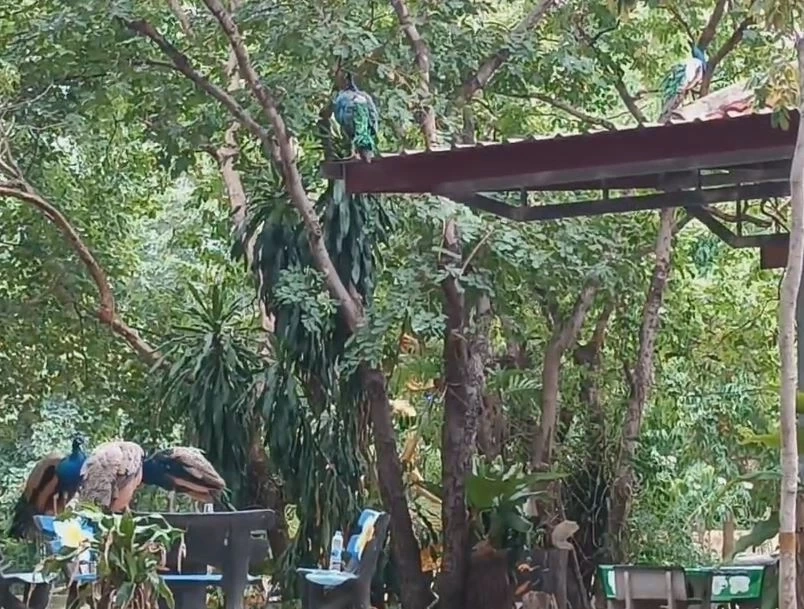 ทึ่ง! นกยูงฝูงใหญ่ อาศัยในวัดดังเมืองโคราช