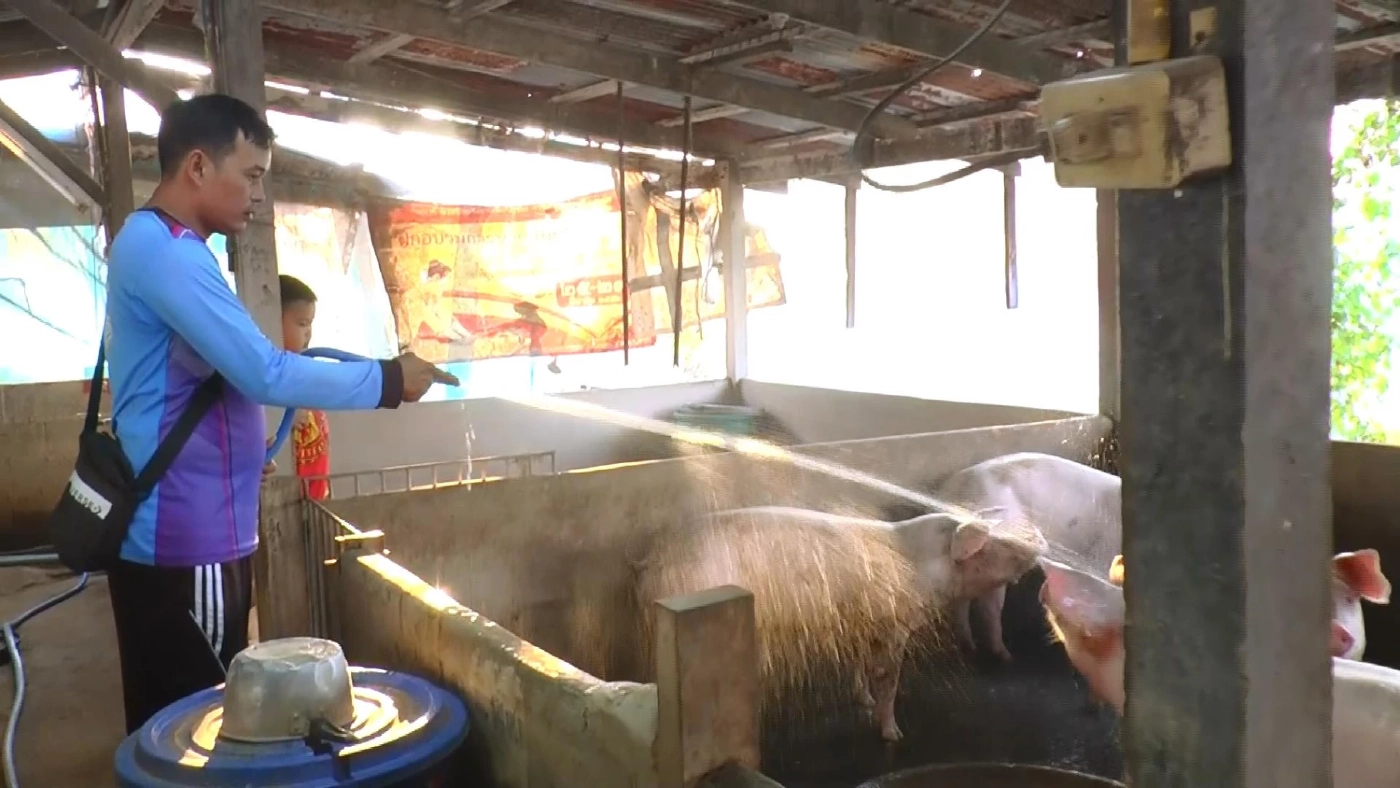 ราคาหมูเป็น ขยับขึ้นกิโลละ 2 บาท หลังบราซิลงดส่งหมูเข้าไทยกว่า 6 เดือน