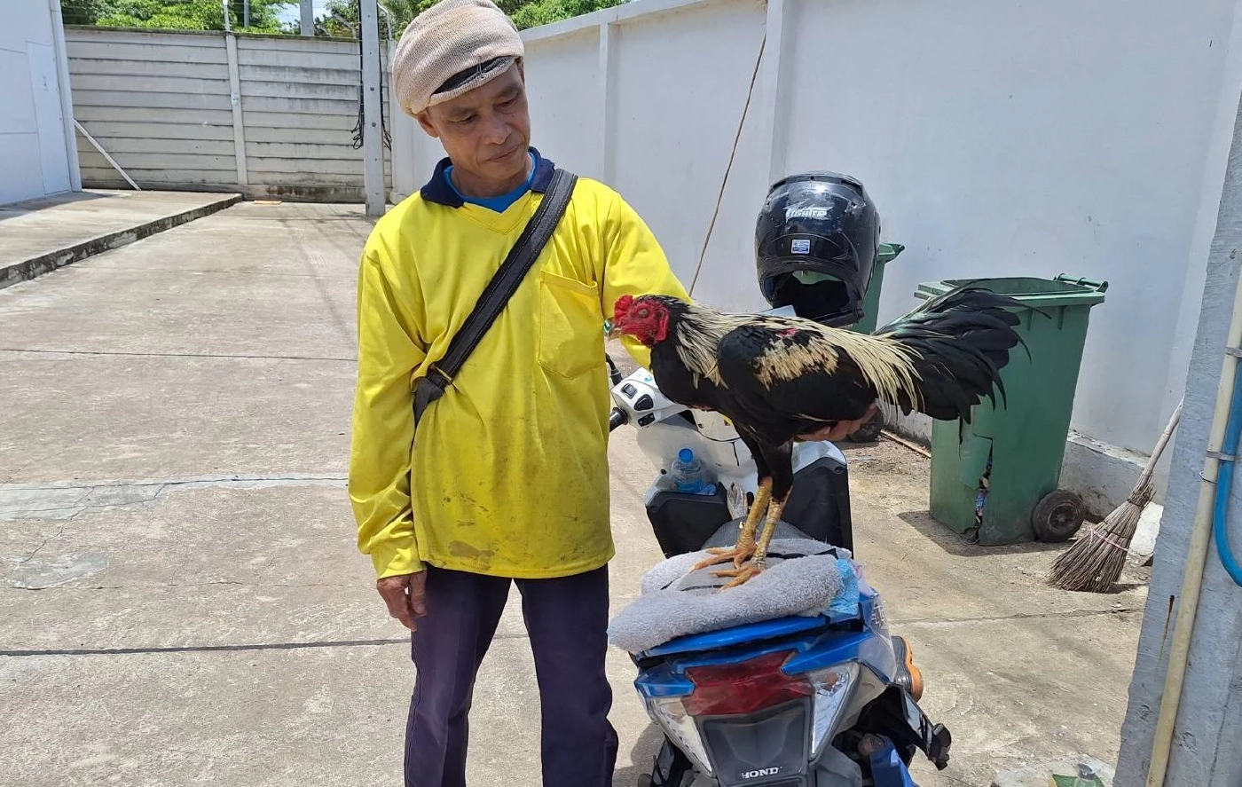 "เจ้าหวาย" ไก่แสนรู้ นั่งซ้อนท้าย จยย.เจ้าของไปทุกที่ ไม่ต้องผูกเชือก