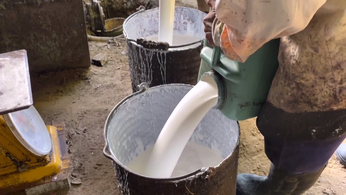 ชาวสวนยางตรัง หนุนเพื่อไทยเป็นรัฐบาล หวังราคาน้ำยางดีขึ้น กก.ละ 100 บาท