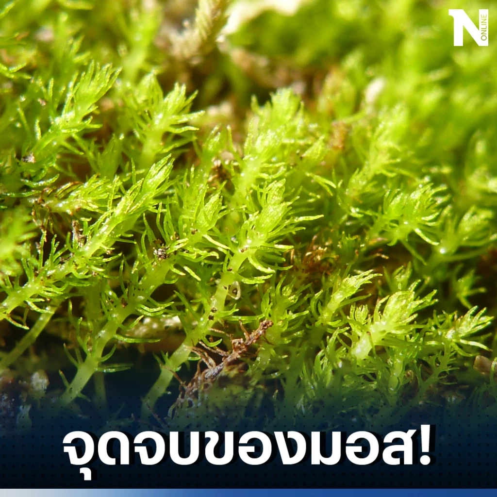 สายพันธุ์มอสอายุ 390 ล้านปี อาจเจอจุดจบ เมื่อเจอสภาวะโลกร้อน