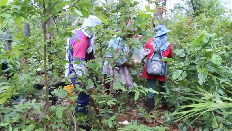 ชาวนครพนม พลิกวิกฤตฝนตกชุกน้ำท่วม ออกหาเห็ดป่า สร้างรายได้วันละครึ่งหมื่น
