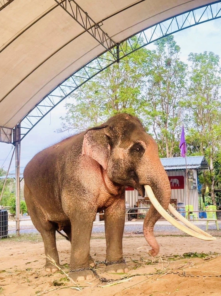 ชายชุดดำเข้าชม"พลายเอกชัย"มีพิรุธ เผยกำลังพิสูจน์คชลักษณ์ น้อมเกล้าถวายในหลวง