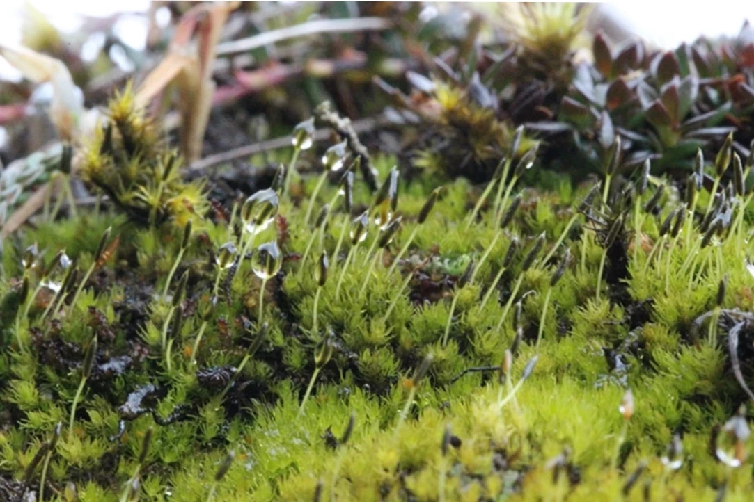 สายพันธุ์มอสอายุ 390 ล้านปี อาจเจอจุดจบ เมื่อเจอสภาวะโลกร้อน