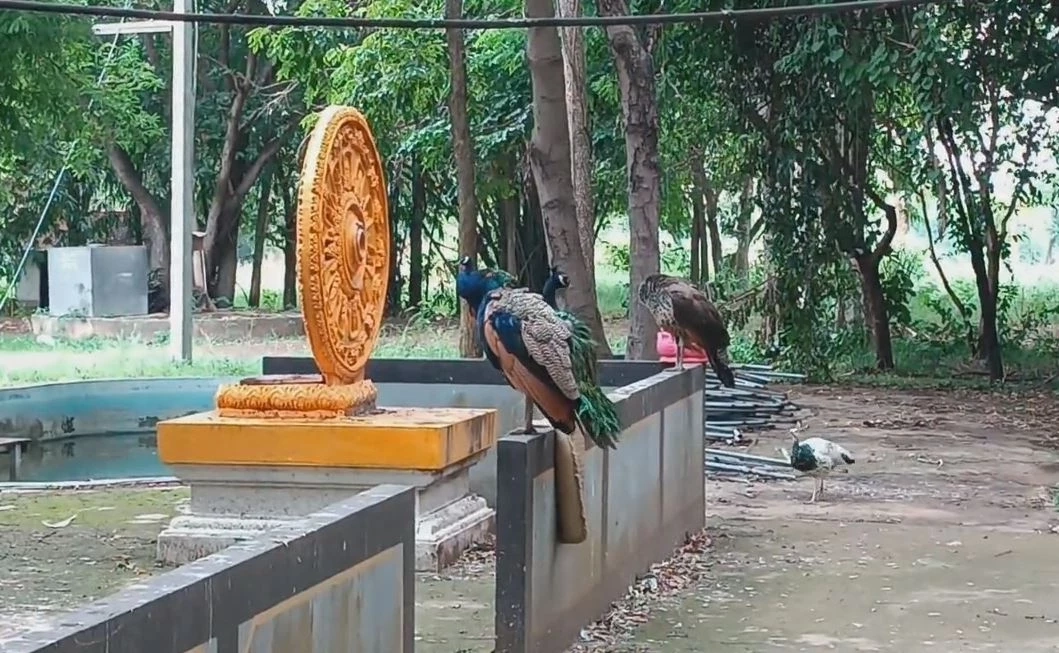 ทึ่ง! นกยูงฝูงใหญ่ อาศัยในวัดดังเมืองโคราช