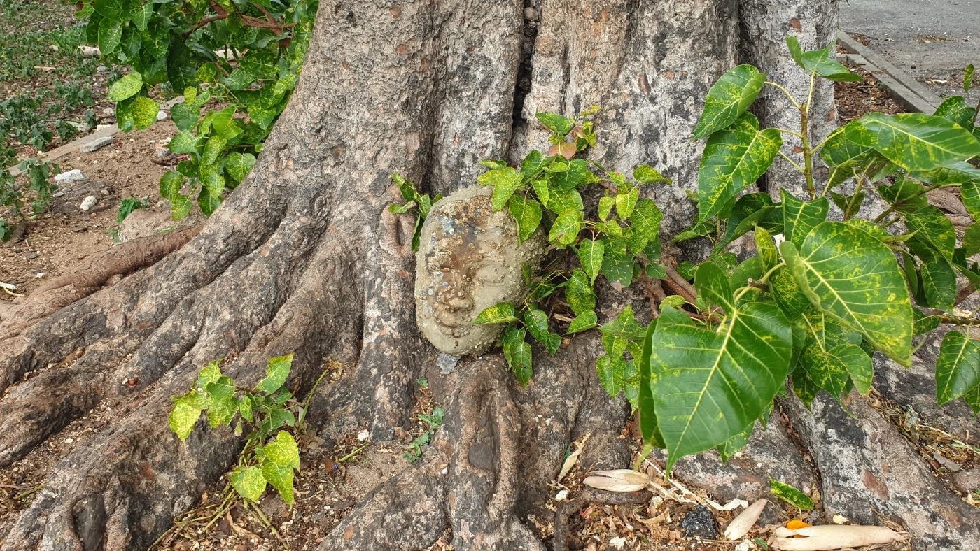 ชาวบ้านยกเศียรพระเก่า ใต้ต้นโพธิ์ ไปไว้ในวิหารหลวงพ่อเปี่ยม วัดเกาะหลัก