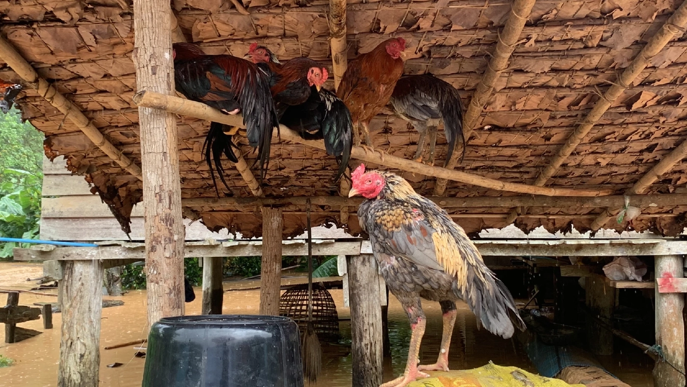 2 หมู่บ้านท่าสองยาง ยังอยู่กับน้ำ ถูกตัดไฟ ต้องใช้เรือเข้าออกแทนรถ