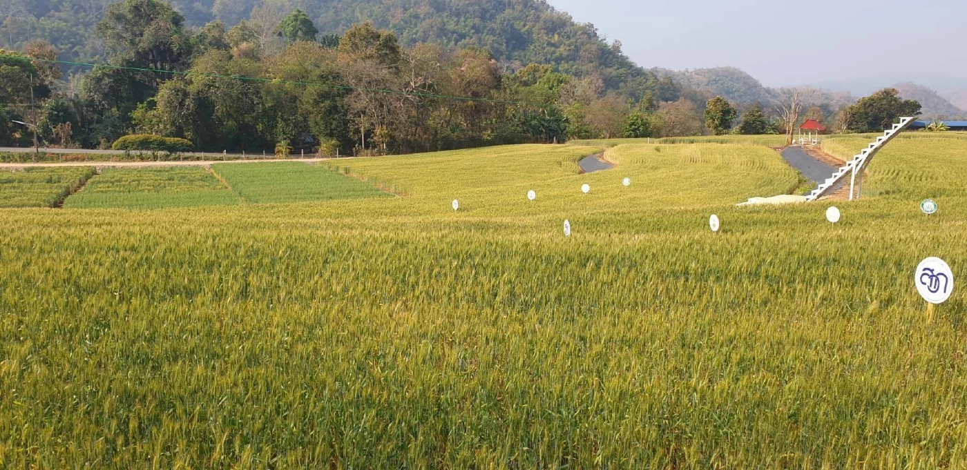 ปธ.ยุทธศาสตร์การเกษตรเพื่อไทย เดินหน้าผลักดันส่งเสริมปลูกข้าวสาลี