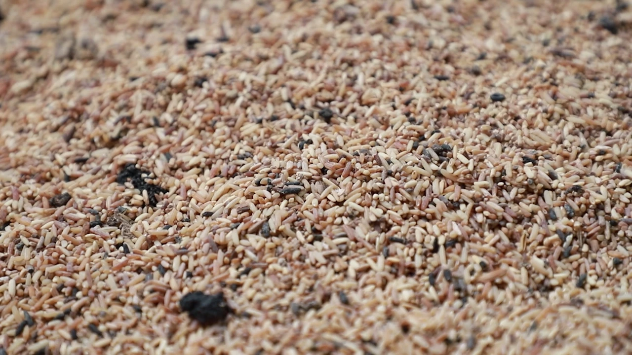 จวกยับ อคส. ไร้ความรับผิดชอบ ทิ้งข้าวเน่า 8 ปี ภาระผู้ประกอบการ จี้ขนออกโกดัง