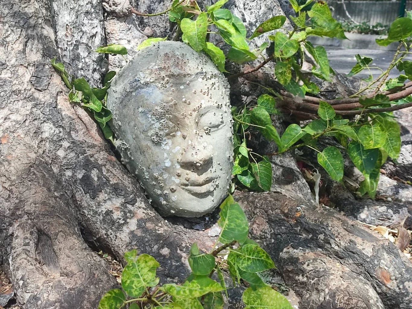 ชาวบ้านยกเศียรพระเก่า ใต้ต้นโพธิ์ ไปไว้ในวิหารหลวงพ่อเปี่ยม วัดเกาะหลัก