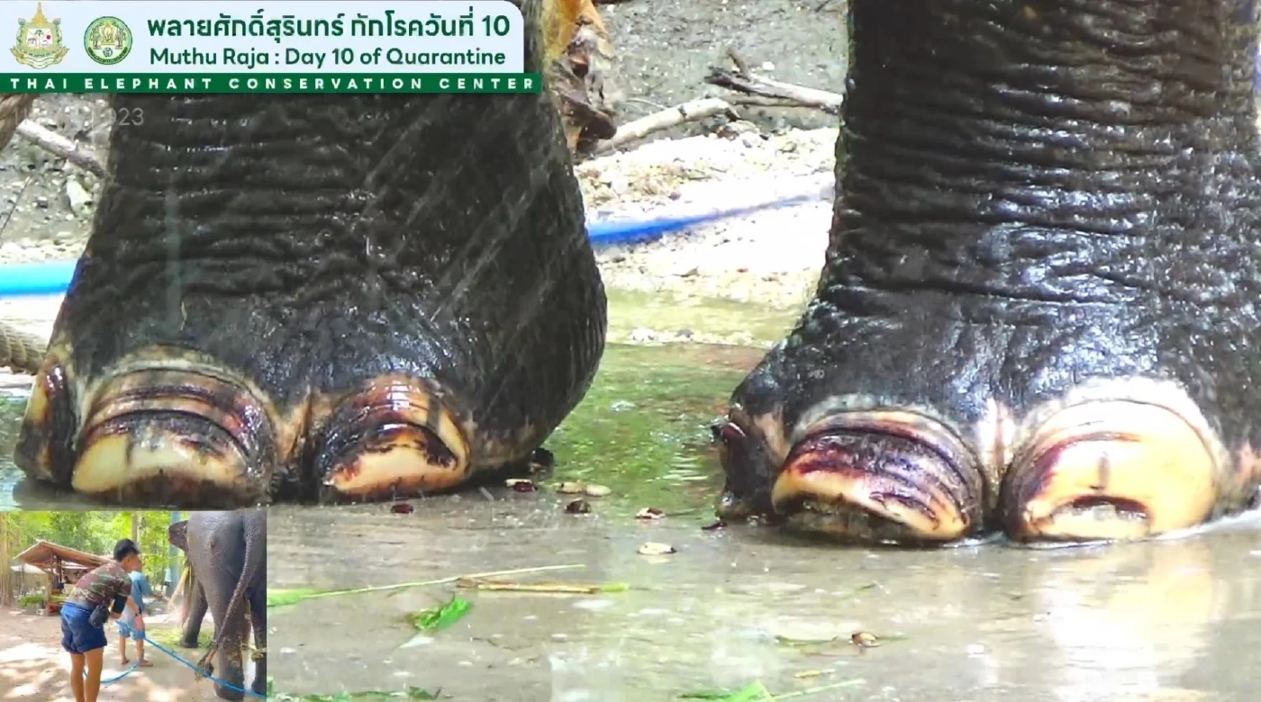 สัตวแพทย์เผย ตัดเล็บให้พลายศักดิ์สุรินทร์ครั้งแรก พบบางเล็บแตก-บิดเบี้ยว