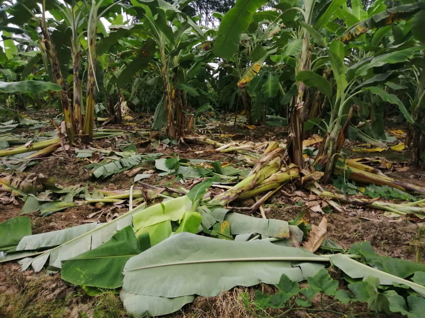 ชาวบ้านเดือดร้อน ช้างป่าบุกรื้อเครื่องครัว หาอาหารกิน ทำลายพืชผลเสียหาย