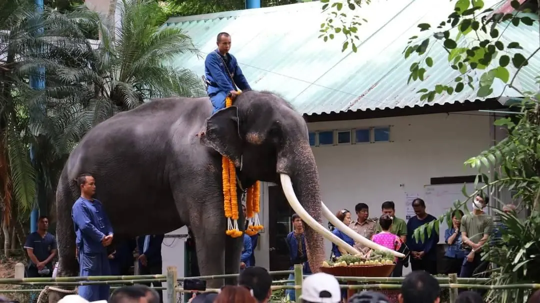 จัดพิธีฮ้องขวัญ "พลายศักดิ์สุรินทร์" ก่อนเปิดให้ประชาชนเข้าชม 29 ส.ค.นี้ (มีคลิป)