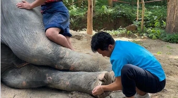 สัตวแพทย์เผย ตัดเล็บให้พลายศักดิ์สุรินทร์ครั้งแรก พบบางเล็บแตก-บิดเบี้ยว