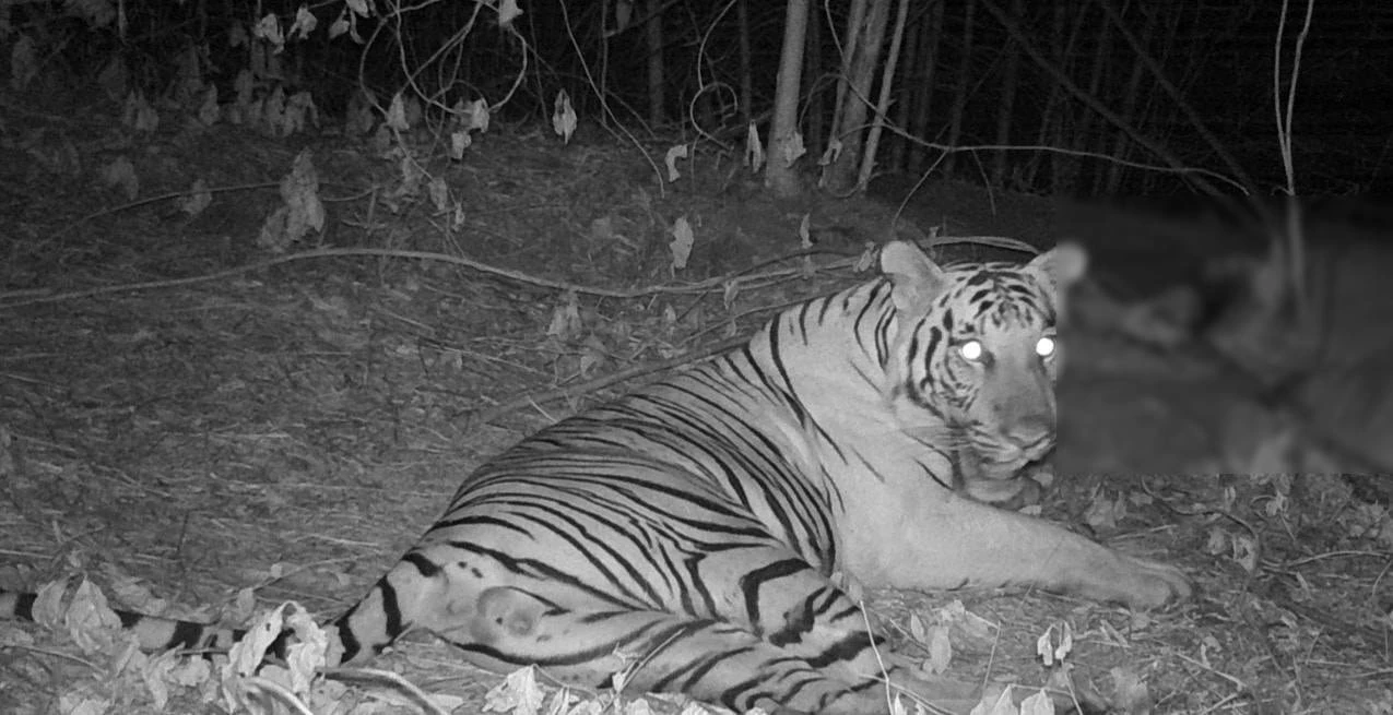 เปิดภาพหาชมยาก ครอบครัว "เสือโคร่ง" ชวนกันดินเนอร์หน้ากล้องดักถ่าย