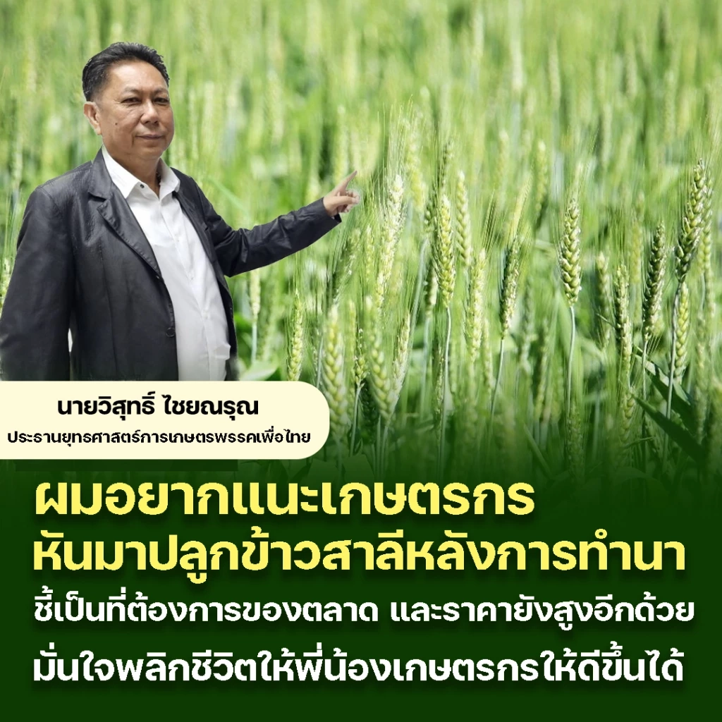 ปธ.ยุทธศาสตร์การเกษตรเพื่อไทย เดินหน้าผลักดันส่งเสริมปลูกข้าวสาลี