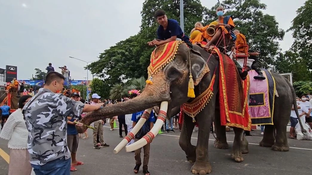 จังหวัดสุรินทร์จัดใหญ่ "ตักบาตรบนหลังช้าง" 37 เชือก เนื่องในวันอาสาฬหบูชา