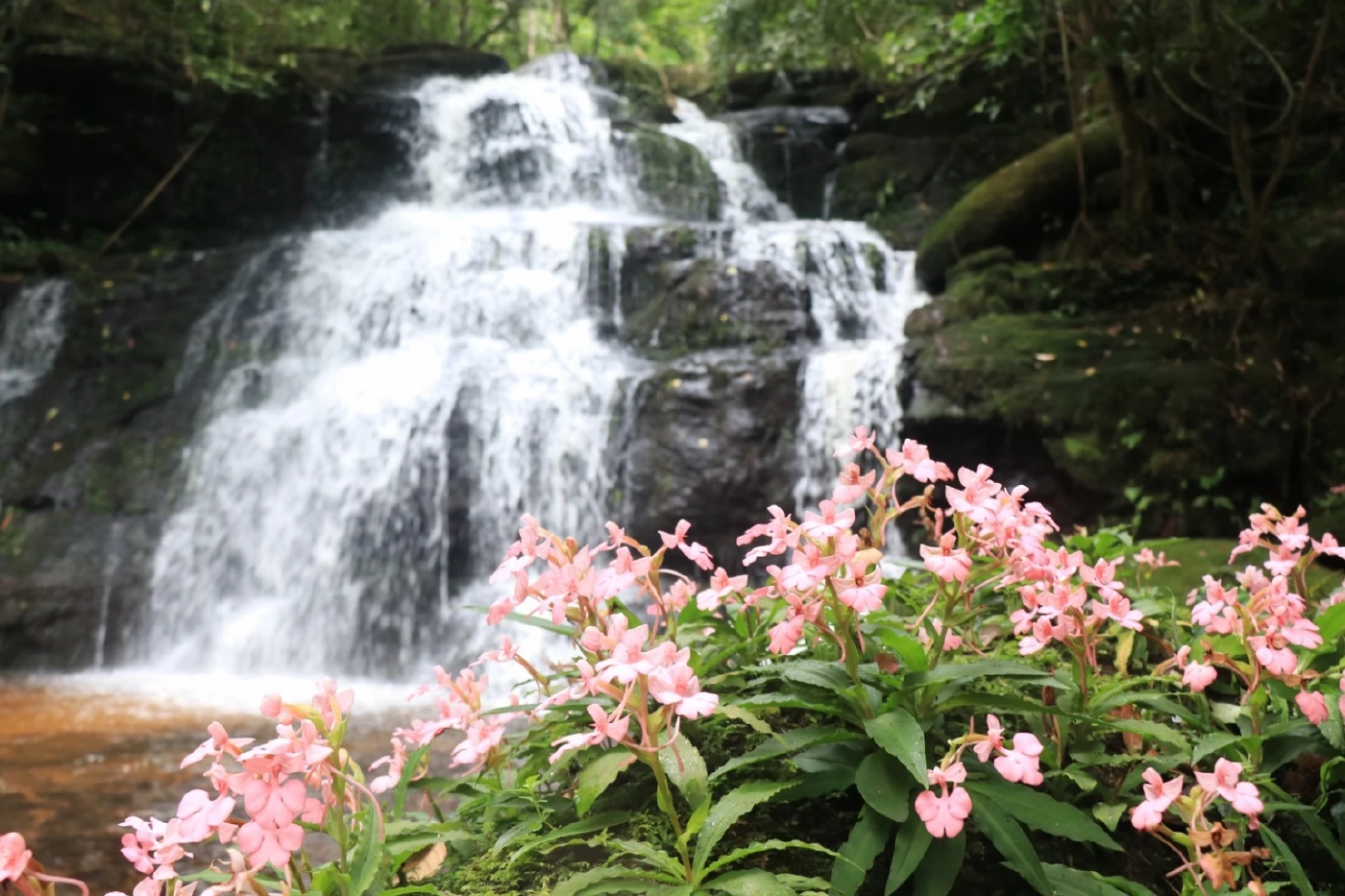 ดอกลิ้นมังกร หน้าน้ำตกหมันแดง