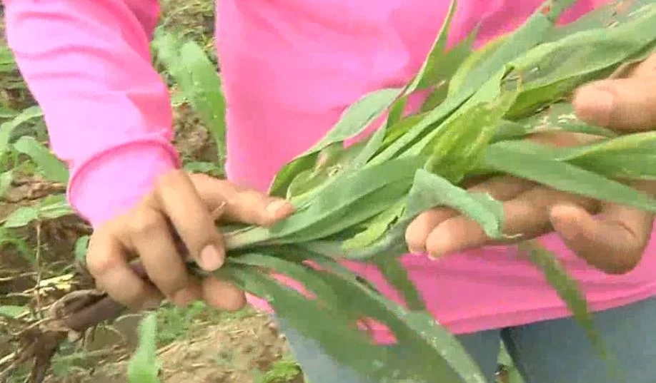 ชาวไร่ข้าวโพดระทมราคาตกต่ำ ซ้ำหนอนกระทู้ระบาดกัดกิน เสียหายกว่า 1,000 ไร่