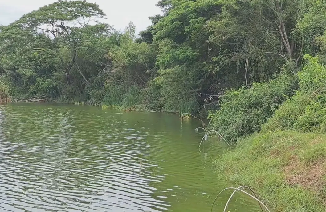ประมงราชบุรี ระดมทีมไล่ล่าจระเข้ หลังชาวบ้านพบโผล่หัว ที่บึงหนองอ้อ